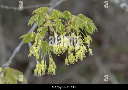 Italienische Ahorn, Acer opalus, in Blüte im Frühjahr, mit Laub. Kroatien. Stockfoto