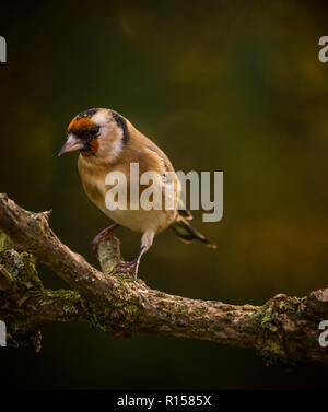 Gold Finch stehend auf einem braunen Zweig im Herbst in einem Garten Stockfoto