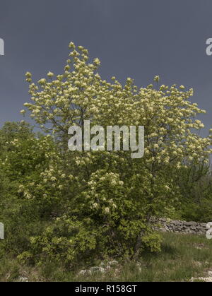 Manna Esche, Fraxinus ornus, Baum in voller Blüte im Frühjahr, Istrien, Kroatien. Stockfoto