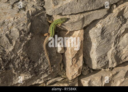 Dalmatiner wand Eidechse Podarcis melisellensis, an der Wand, Istrien, Kroatien zu sonnen. Stockfoto