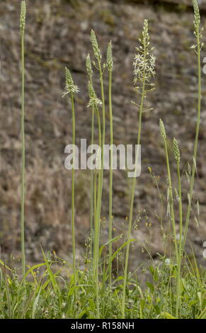 Badewanne Spargel, oder Gespikten Star Of Bethlehem, Ornithogalum pyrenaicum, in der Blume am Straßenrand. Stockfoto