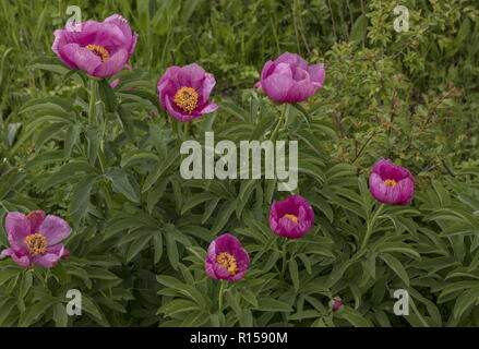 Gemeinsame Pfingstrose, Paeonia officinalis, in voller Blüte auf Kalkstein Grünland, central Kroatien. Stockfoto