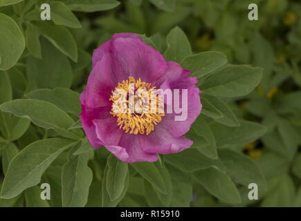 Gemeinsame Pfingstrose, Paeonia officinalis, in voller Blüte auf Kalkstein Grünland, central Kroatien. Stockfoto