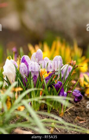 Blühende Krokusse mit Wassertropfen Stockfoto