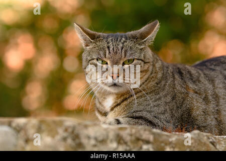 Eine grau-tabby Katze liegt auf einer sandsteinmauer Stockfoto