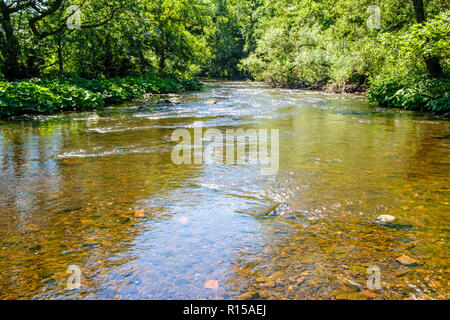 Die seichten Fluss Derwent in der Höhe des Sommers, fließt, Bäume in den Peak District Landschaft, in der Nähe von Hathersage, Derbyshire, England, Großbritannien Stockfoto