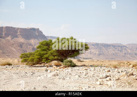 Gelände und Akazie mit Masada im Hintergrund in Israel. Stockfoto