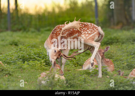 Ein damwild ist in einem Game Reserve Stockfoto