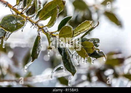 Vereisten Zweige eines Baumes während ein Eissturm Stockfoto