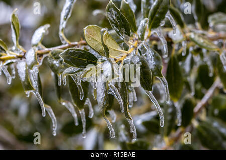 Vereisten Zweige eines Baumes während eines Winters Ice Storm Stockfoto