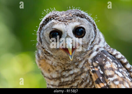 Porträt eines Jugendlichen Chaco Owl (Strix chacoensis) Stockfoto