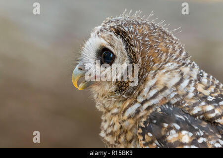 Porträt eines Jugendlichen Chaco Owl (Strix chacoensis) Stockfoto