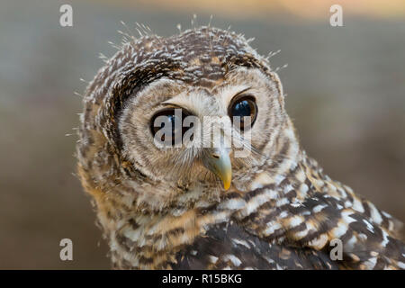 Porträt eines Jugendlichen Chaco Owl (Strix chacoensis) Stockfoto