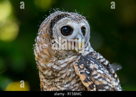 Porträt eines Jugendlichen Chaco Owl (Strix chacoensis) Stockfoto