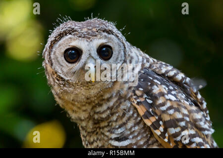 Porträt eines Jugendlichen Chaco Owl (Strix chacoensis) Stockfoto