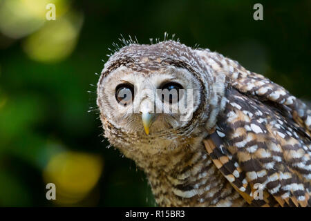 Porträt eines Jugendlichen Chaco Owl (Strix chacoensis) Stockfoto