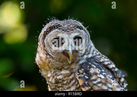 Porträt eines Jugendlichen Chaco Owl (Strix chacoensis) Stockfoto