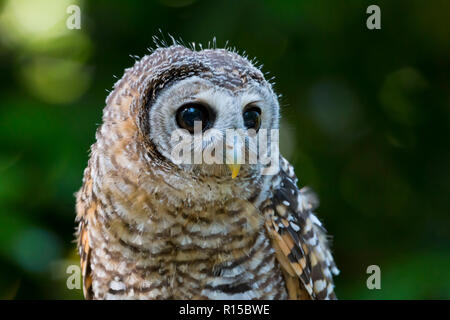 Porträt eines Jugendlichen Chaco Owl (Strix chacoensis) Stockfoto
