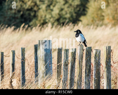 Magpie, gemeinsame Elster, Pica Pica thront auf hölzernen Zaun Pfosten in Dünenlandschaft mit langem Gras, Aberlady Nature Reserve, East Lothian, Schottland, Großbritannien Stockfoto