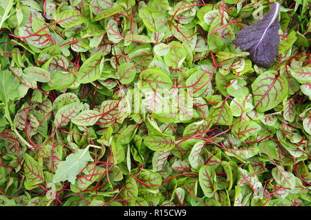 Sorrel rot geäderten Baby micro grünen Blick von oben Stockfoto