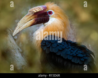 Blyth's hornbill Rhyticeros plicatus männlichen Gefangenen Stockfoto