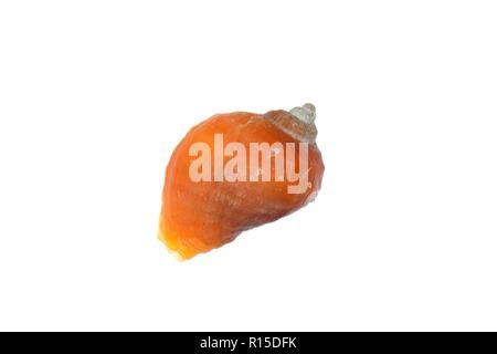 Hund wellhornschnecken (Nucella lapillus) orange Form auf weißem Hintergrund, Cornwall, UK, September. Stockfoto