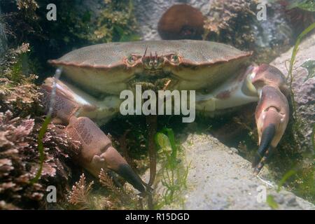 Taschenkrebse (Cancer pagurus) in einem Rock Pool, Cornwall, UK, September. Stockfoto