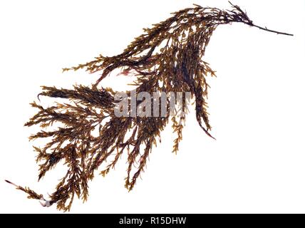 Japanische wireweed/Japanisch Unkraut/Japweed (Sargassum muticum) gegen einen weißen Hintergrund, Cornwall, UK, September. Stockfoto