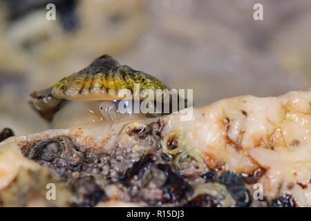 Gemeinsame Limpet (Patella Vulgata) unterwegs über Gezeiten Felsen bei Ebbe, Cornwall, UK, September ausgesetzt. Stockfoto