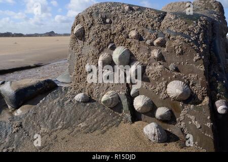 Gemeinsame Kletten (Patella Vulgata) und Acorn barnacles (Semibalanus balanoides) zu Gezeiten Felsen angebracht und mit einer Ebbe, Cornwall, Großbritannien Stockfoto