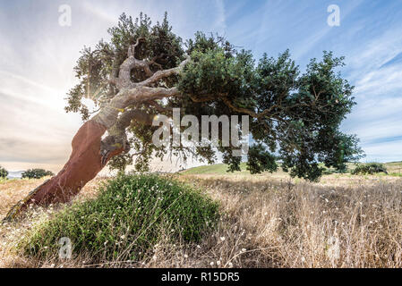 Korkeiche (Quercus suber), Sardinien, Italien Stockfoto