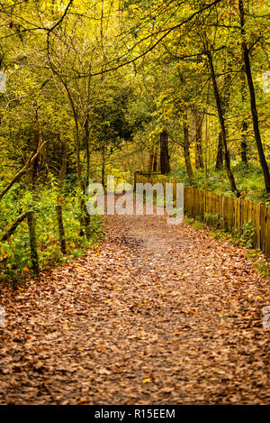 Herbstfarben in Hampstead Heath Stockfoto