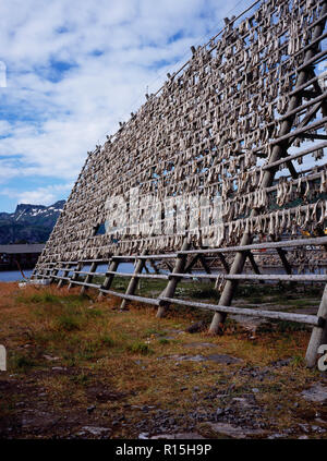 Norwegen, Lofoten, Svolvaer, Fisch hängen von hölzernen Regalen in der Sonne zu trocknen. Stockfoto