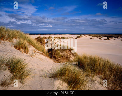 Dänemark, Nordjylland, Rabjerg Sanddünen, North West Coast. Strecke von goldenen Sanddünen mit dicken tussocks der Gräser im Vordergrund. Stockfoto