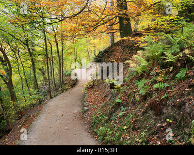 Fußweg durch Strid Holz im Herbst in Bolton Abbey Yorkshire Dales England Stockfoto