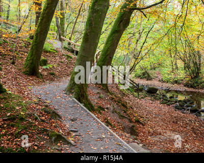 Buche Trunks und Laub über einen Fußweg in Strid Holz in Bolton Abbey Yorkshire Dales England Stockfoto