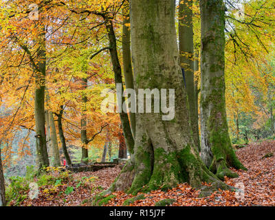 Buche Bäume im Herbst in Strid Holz in Bolton Abbey Yorkshire Dales England Stockfoto