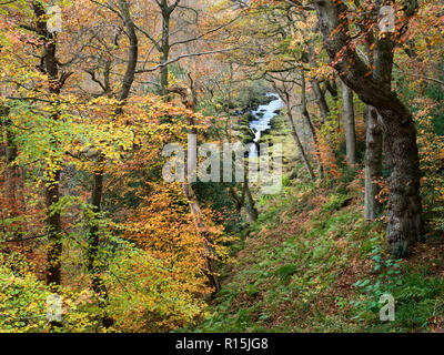 Die Strid durch Bäume im Herbst in Strid Holz Stockfoto
