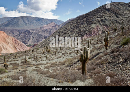 Cactus durch die sieben Berge in Purmamarca, Argentinien Stockfoto