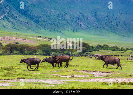 Buffalo bei Ngorongro Krater Conservation Area. Tansania. Stockfoto
