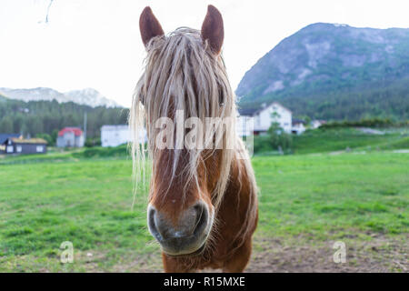 Komisch aussehende Pferd mit langen Haaren. Stockfoto