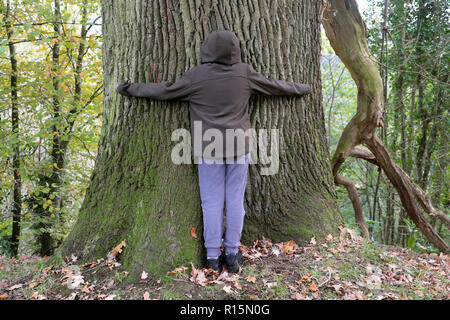 Rückansicht eines Jungen einen Baum umarmen in Dinefwr Park Wald auf seinem Weg nach dinefwr Schloss Llandeilo Carmarthenshire South Wales UK KATHY DEWITT besuchen Stockfoto