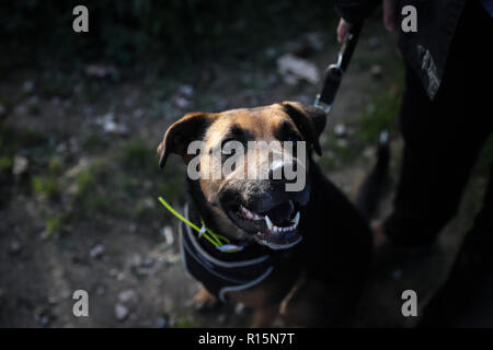 Black & Tan gemischte Rasse Hund suchen Nach oben Stockfoto