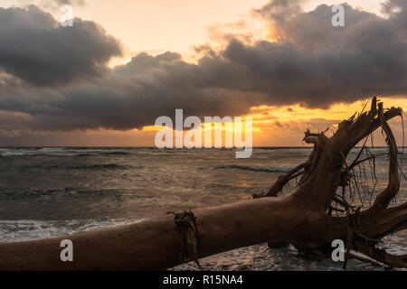 Toter Baum am Strand bei Sonnenaufgang in Waipouli Küste, Kauai, Hawaii Stockfoto