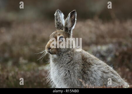 Schneehase im Cairngorms, Schottland, Großbritannien Stockfoto