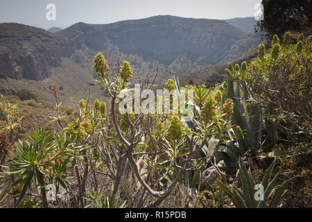 Caldera de Bandama. Die Bandama Krater ist 1 km und 200 m Tiefe. Es gibt nur Pfade in und out, aber es gibt eine kleine Farm an der Unterseite. Stockfoto