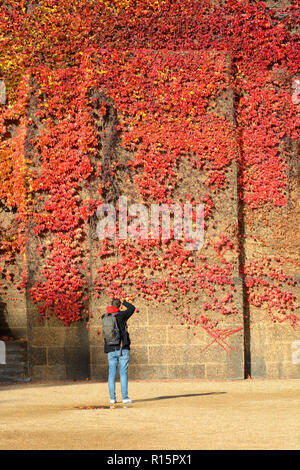 Fotograf mit Wildem Wein (parthenocissus Subtomentosa) auf der Wand des Old Admiralty Building London, England, UK. [Einige Kabel und t ...... Stockfoto