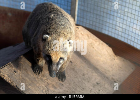 Ring-tailed nasenbär oder Nasua narica in Zoo schließen Stockfoto