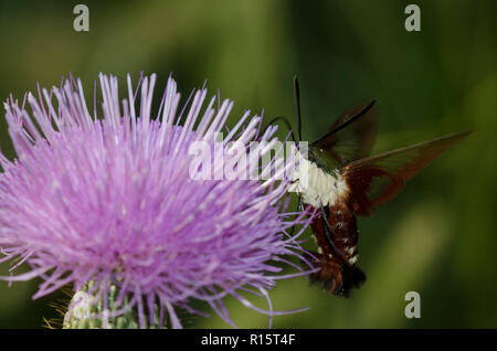 Hummingbird Clearwing, Hemaris thysbe, schweben im Flug sammeln Nektar von Distel, Cirsium sp. Stockfoto