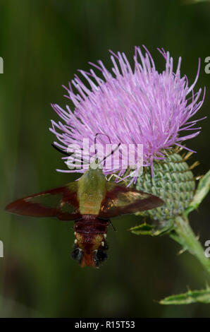 Hummingbird Clearwing, Hemaris thysbe, schweben im Flug sammeln Nektar von Distel, Cirsium sp. Stockfoto